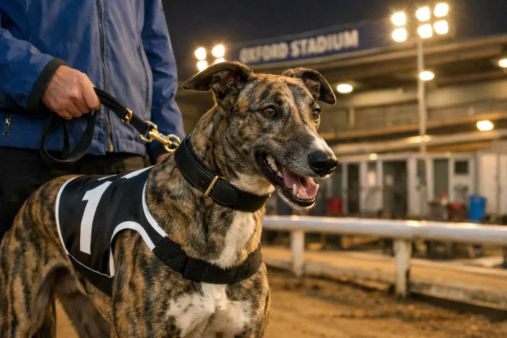 Greyhound wearing racing jacket with grade number at Oxford Stadium